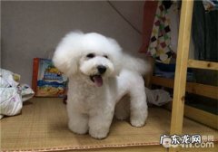 怎样改进狗狗便秘难题