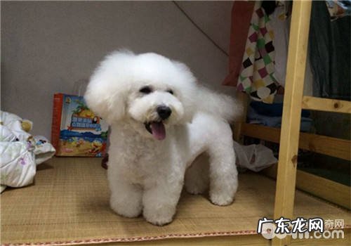 怎样改进狗狗便秘难题