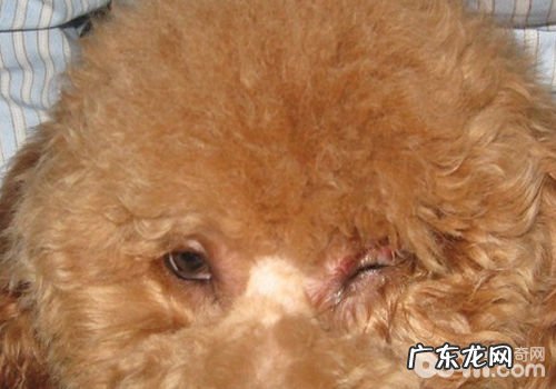 狗狗眼屎表明的一些难题