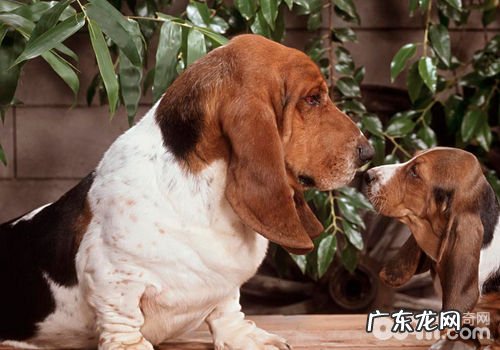 狗狗眼屎表明的一些难题