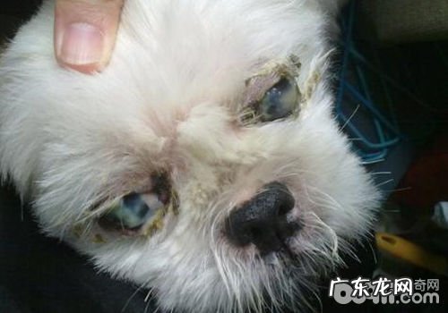 狗狗眼屎表明的一些难题