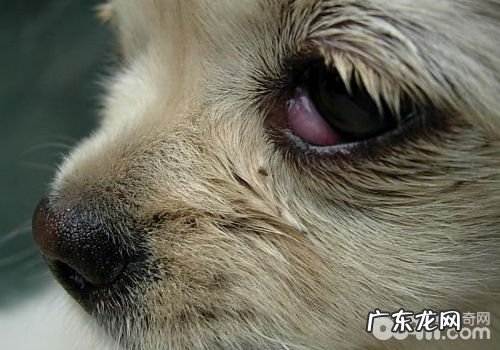 法国斗牛犬的疑难问题