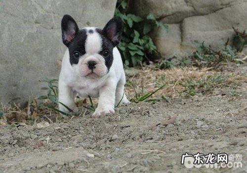 法国斗牛犬的疑难问题