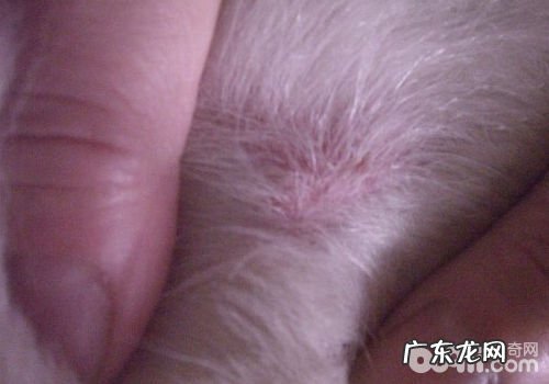 法国斗牛犬的疑难问题