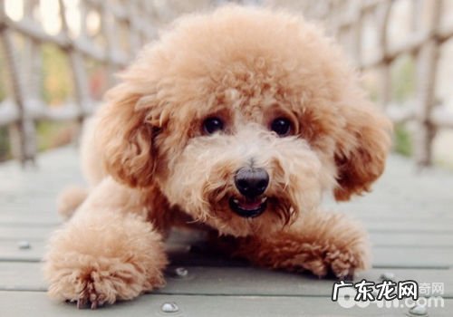 泰迪犬有蛀牙怎么办