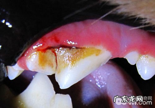 泰迪犬有蛀牙怎么办