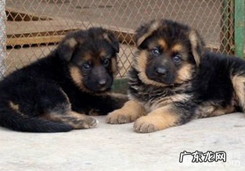 德国牧羊犬没法立耳