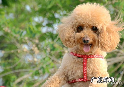 小狗得了中耳炎怎么办