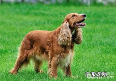 小狗得了中耳炎怎么办