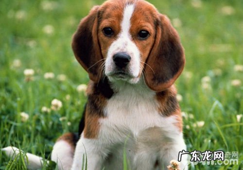 小狗得了中耳炎怎么办