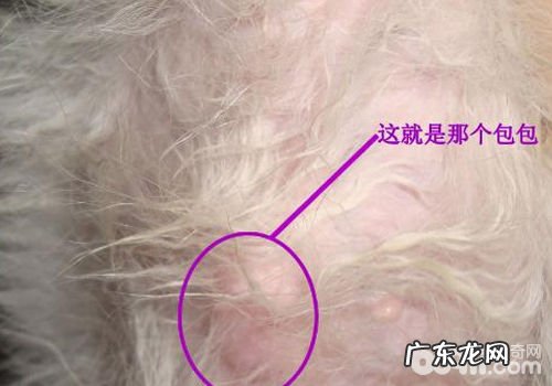 小狗身上起包的缘故有什么