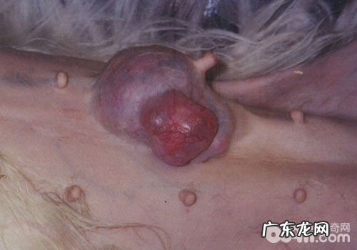 小狗身上起包的缘故有什么