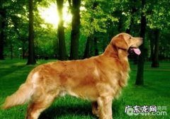 金毛的普遍遗传性疾病