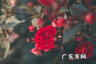 拼多多已拼是月销量吗?如何提升销量?