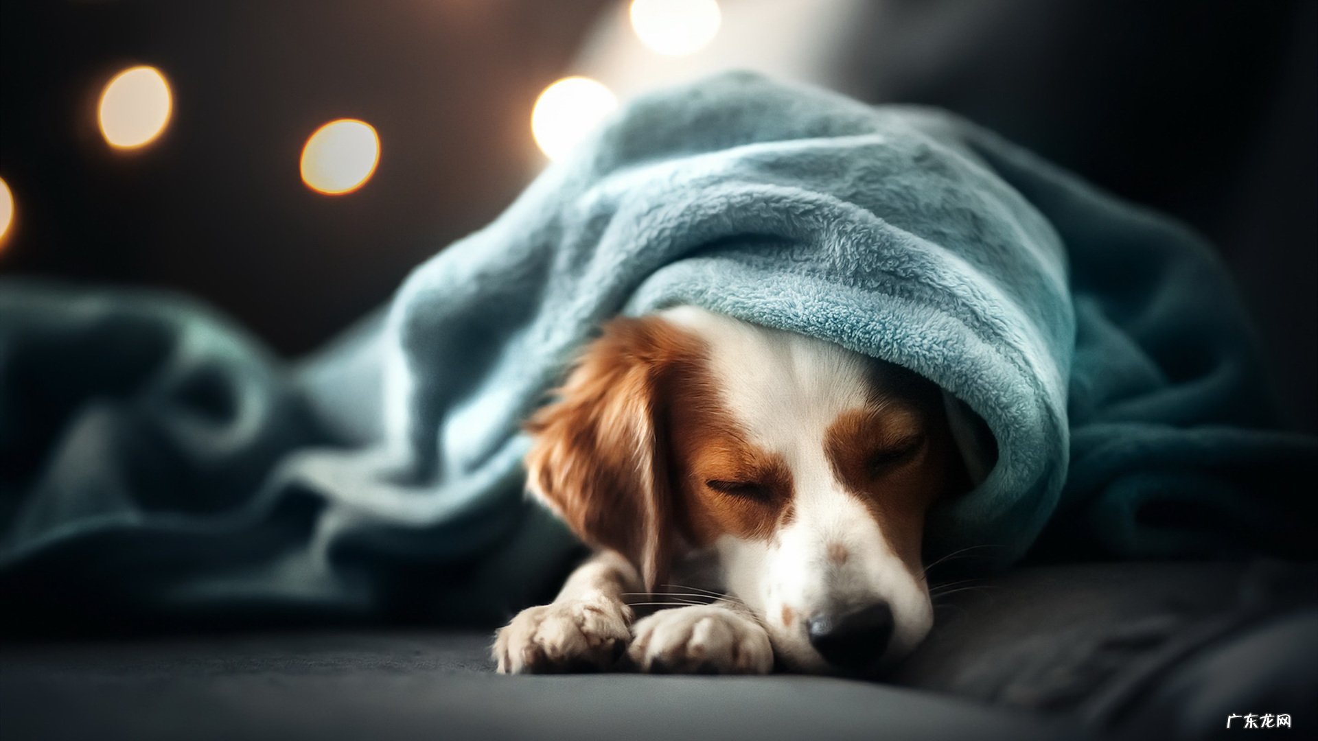 跳绳减肥有人成功吗?进来说下经验吧!