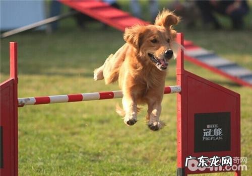 普遍的小狗富贵病及预防对策