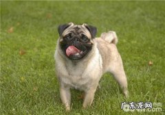 普遍的小狗富贵病及预防对策