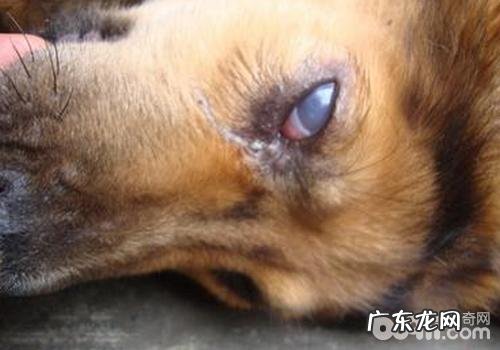 小狗结膜炎与白內障的差别