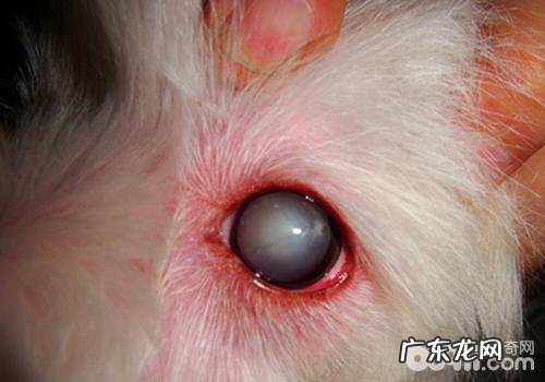小狗结膜炎与白內障的差别