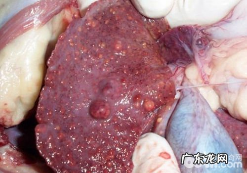 如何看待狗狗腹水难题