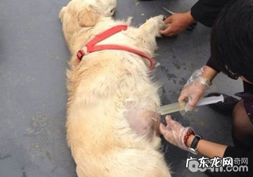 如何看待狗狗腹水难题