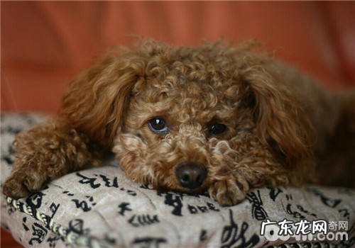 小狗胃扭转病症的详细介绍