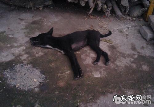 犬食物中毒事件该怎么办