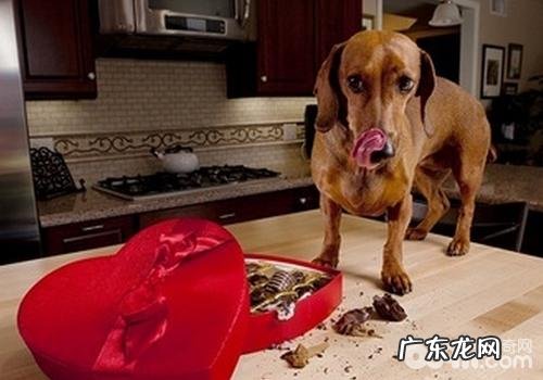 犬食物中毒事件该怎么办