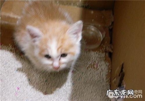 猫猫代谢不顺畅及用劲是一种病