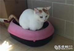 猫猫代谢不顺畅及用劲是一种病