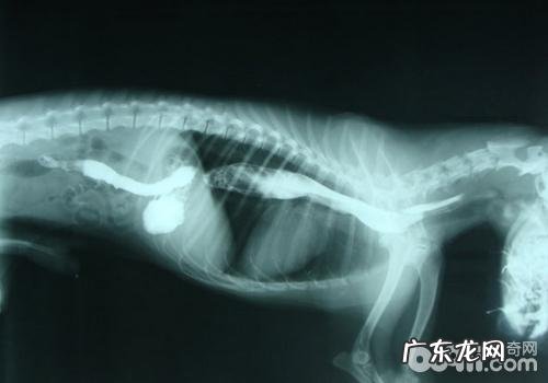 德国牧羊犬的常见遗传病有什么