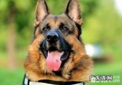 德国牧羊犬的常见遗传病有什么