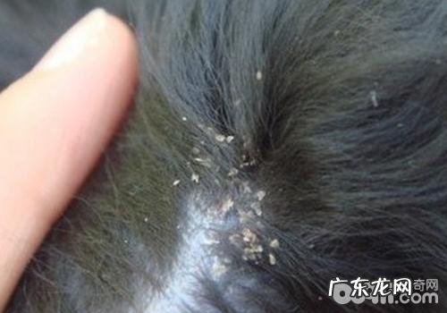 如何防止犬念珠菌性皮肤疾病发作