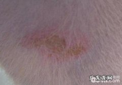 如何防止犬念珠菌性皮肤疾病发作