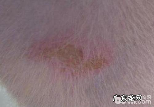 如何防止犬念珠菌性皮肤疾病发作