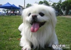 京巴犬的疑难问题有什么