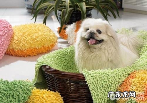 京巴犬的疑难问题有什么