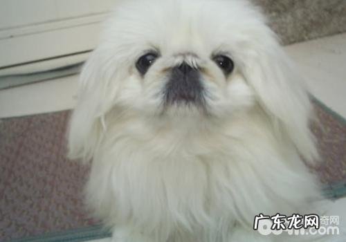 京巴犬的疑难问题有什么