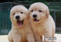 犬感柒眼虫病的原因是什么