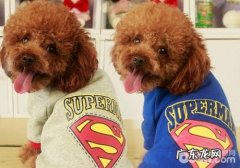 怎样治疗犬慢性心衰