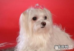 犬慢性心衰的病症有什么