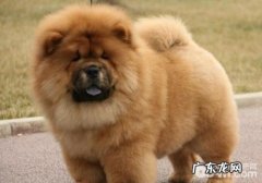 松狮狗一直落泪的缘故有什么