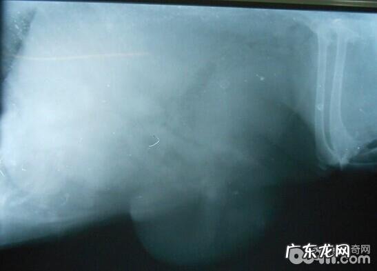 小宠物恶性肿瘤普遍错误观念