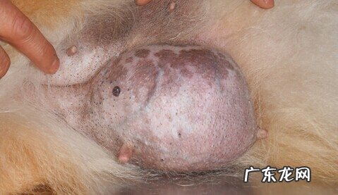 小宠物恶性肿瘤普遍错误观念