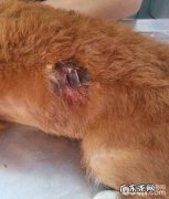 一例犬割伤的解决汇报