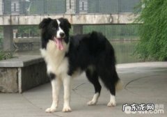 怎么治疗犬眼虫病