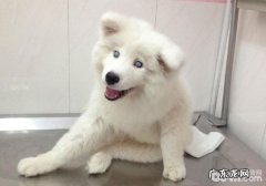 一例犬传染性肝炎病案医治汇报