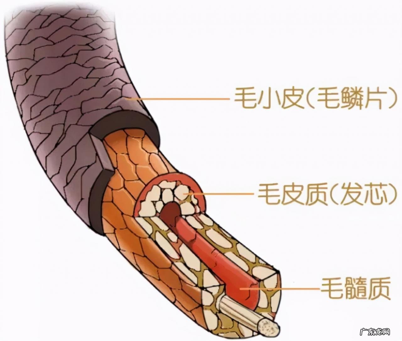 负离子电吹风的优缺点 负离子电吹风真有用吗