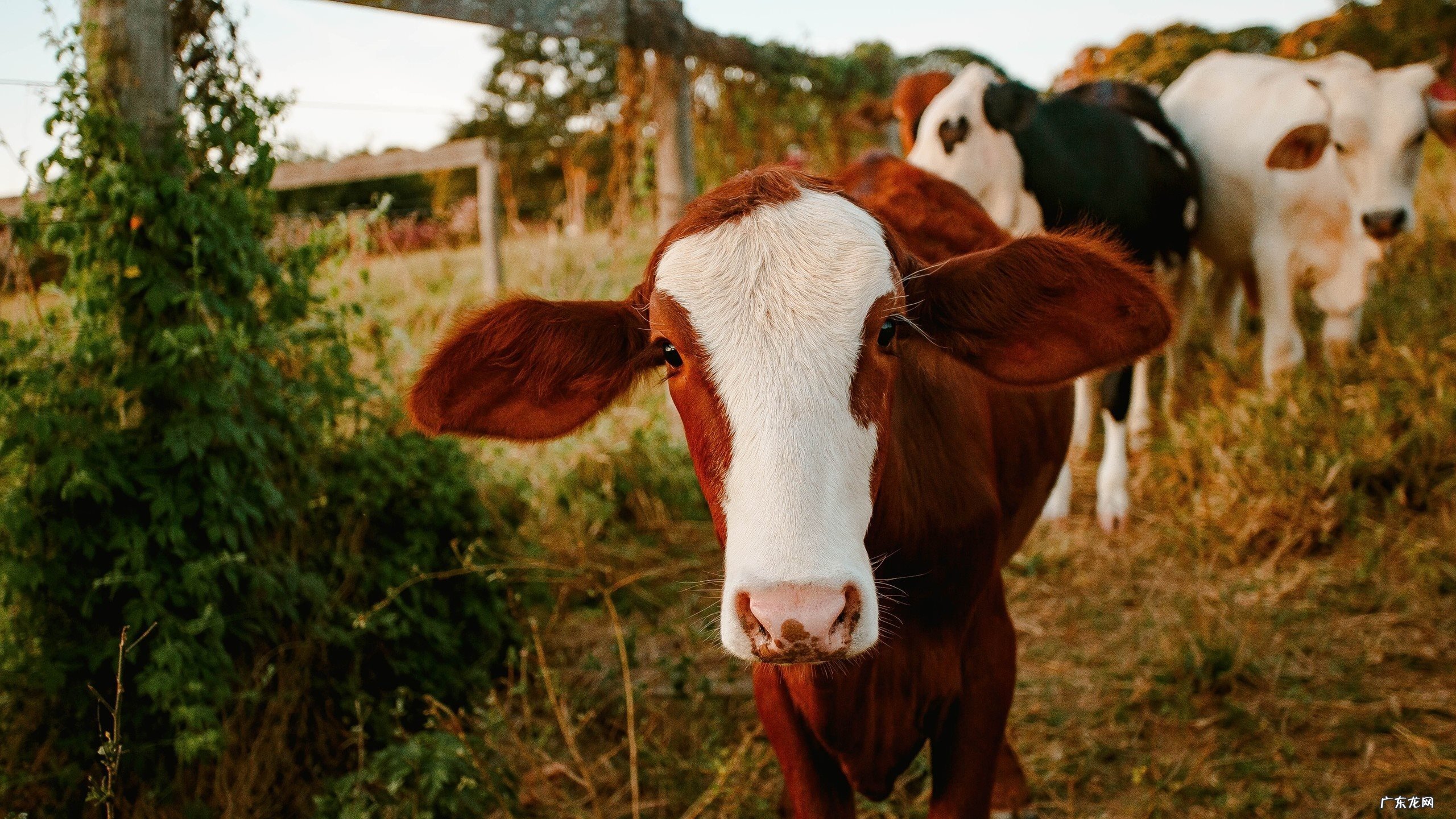 产后哺乳期宝妈如何科学瘦身？最快什么时候才能恢复到孕前体重？