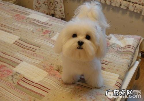 导致小狗慢性心衰的缘故有什么